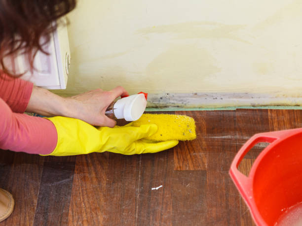 Best Attic Mold Removal  in Big Beaver, PA